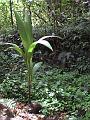 New Coconut Tree at Anse Mamin